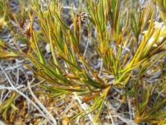 Dracophyllum
