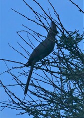 Corythaixoides concolor