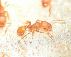Tetramorium simillimum