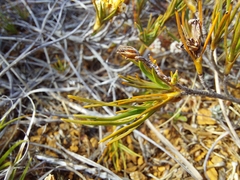 Dracophyllum