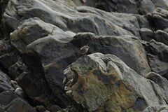 Phoenicurus ochruros