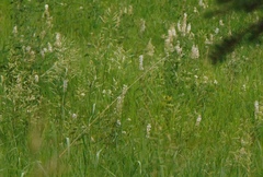 Lupinus argenteus argenteus