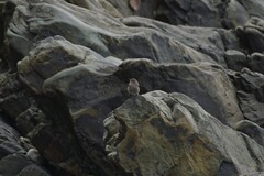 Phoenicurus ochruros