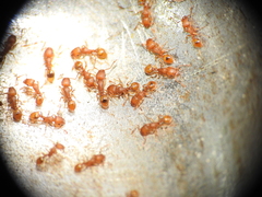 Tetramorium simillimum