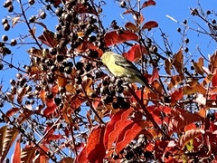 Spinus psaltria