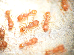 Tetramorium simillimum
