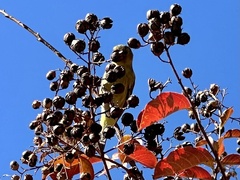 Spinus psaltria