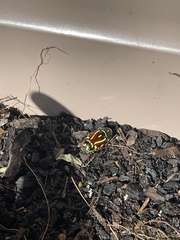 Eupoecila australasiae