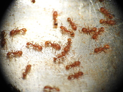 Tetramorium simillimum