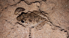 Litoria inermis