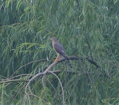 Micronisus gabar gabar