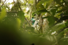 Apaloderma narina