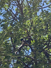 Pycnonotus barbatus tricolor