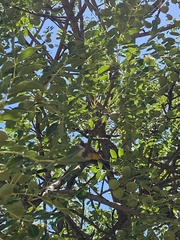 Pycnonotus barbatus tricolor
