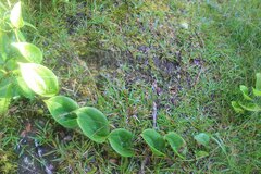 Smilax melastomifolia