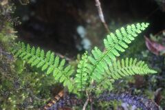 Adenophorus tamariscinus