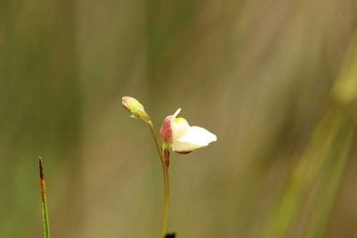 Utricularia appendiculata image