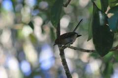Chasiempis sclateri
