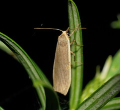 Palaeosia bicosta