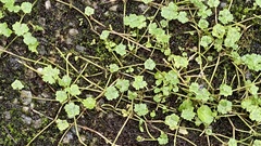 Hydrocotyle sibthorpioides