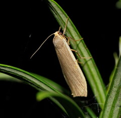 Palaeosia bicosta