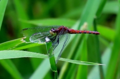 Diplacodes melanopsis