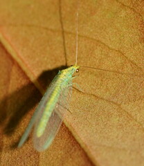 Apertochrysa edwardsi