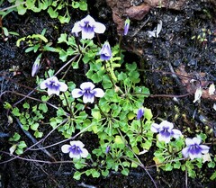Viola sieberiana