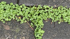 Hydrocotyle batrachium