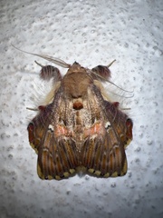 Sosxetra grata