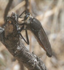 Pararatus ricardoae
