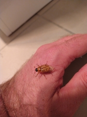 Cyclocephala signaticollis