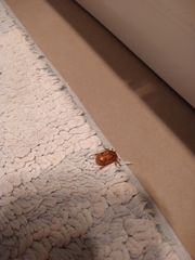 Cyclocephala signaticollis