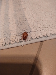 Cyclocephala signaticollis