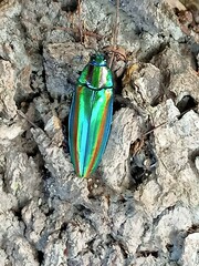 Chrysochroa fulgidissima