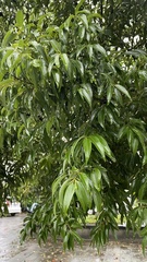 Cinnamomum burmanni