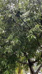 Cinnamomum burmanni