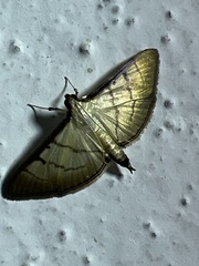 Spilomelinae