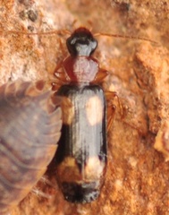 Dromius quadrimaculatus