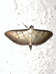 Spilomelinae