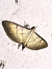 Spilomelinae