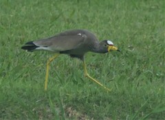 Vanellus senegallus