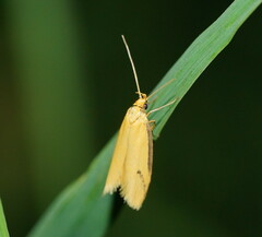 Philobota protecta