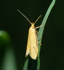 Philobota protecta