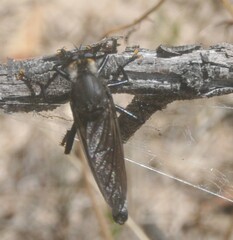 Pararatus ricardoae