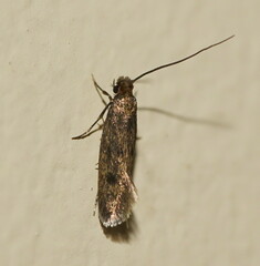 Tinea pellionella