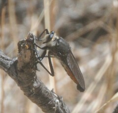 Pararatus ricardoae