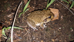 Ranoidea novaehollandiae