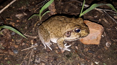 Ranoidea novaehollandiae