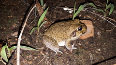 Ranoidea novaehollandiae